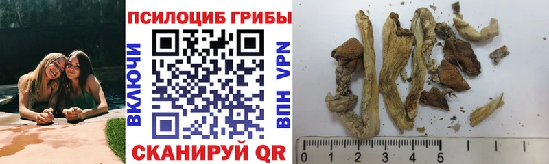 Галлюциногенные грибы Psilocybe  где найти наркотики  Будённовск 